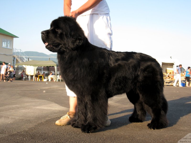 Фото: ньюфаундленд Kaliforniya Kara Deniz (Калифорния Кара Дениз)