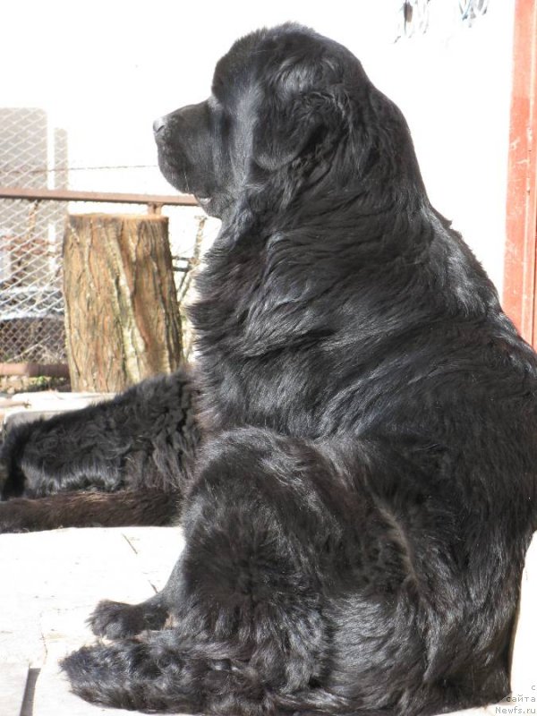 Фото: ньюфаундленд Sent Djons Sofia Dlia Kara Deniz (Сент Джонс София для Кара Дениз)