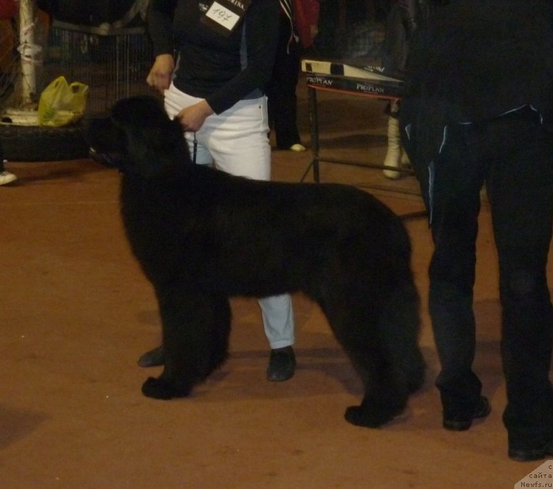 Фото: ньюфаундленд Angelo Orso Ariadna (Анджело Орсо Ариадна)