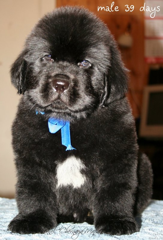 Фотография № 121566