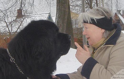 Фото: ньюфаундленд Bjornebandens Richardo Dot Com, Svetlana Zyiryanova (Светлана Зырянова)