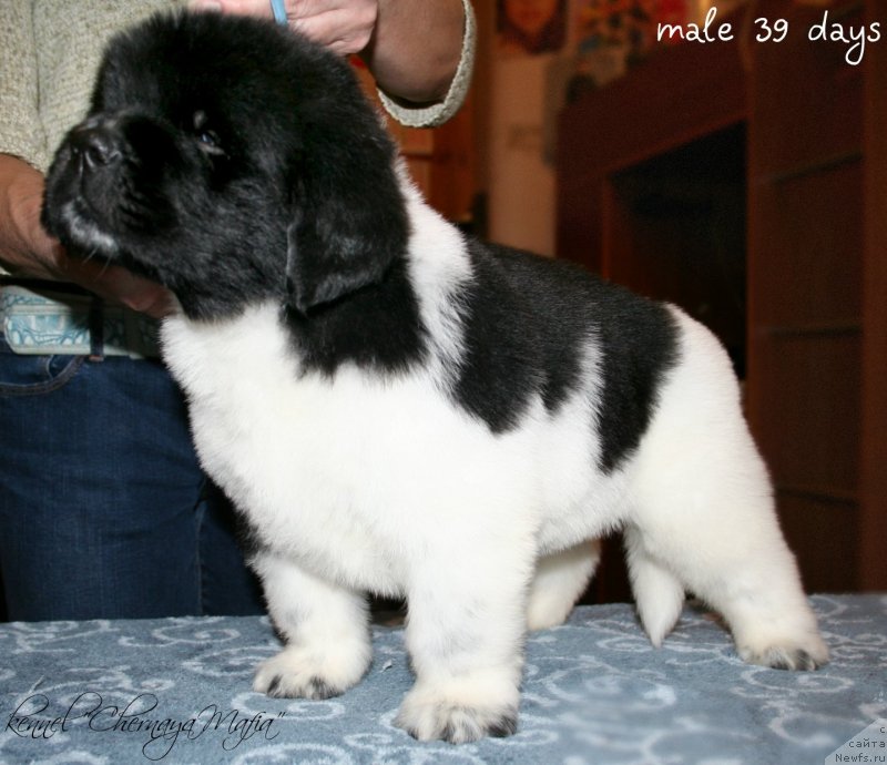 Фотография № 121578