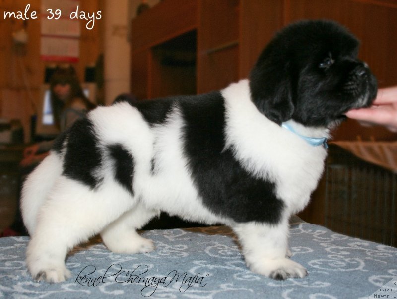 Фотография № 121580