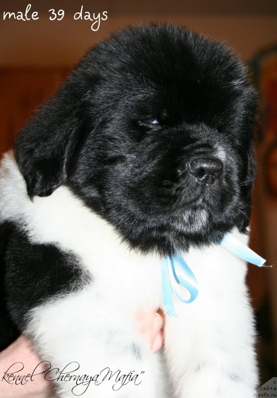 Фотография № 121582