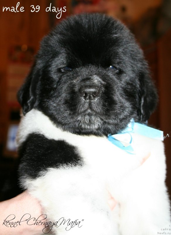 Фотография № 121583