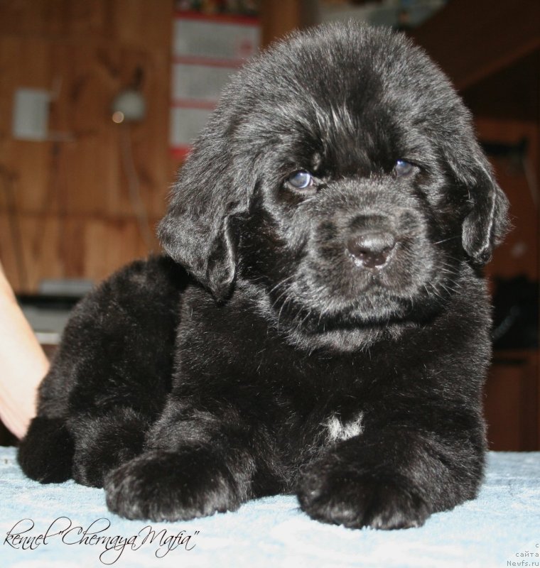 Фото: ньюфаундленд Chernaya Mafia Zip Around (Черная Мафия Зип Ароунд)