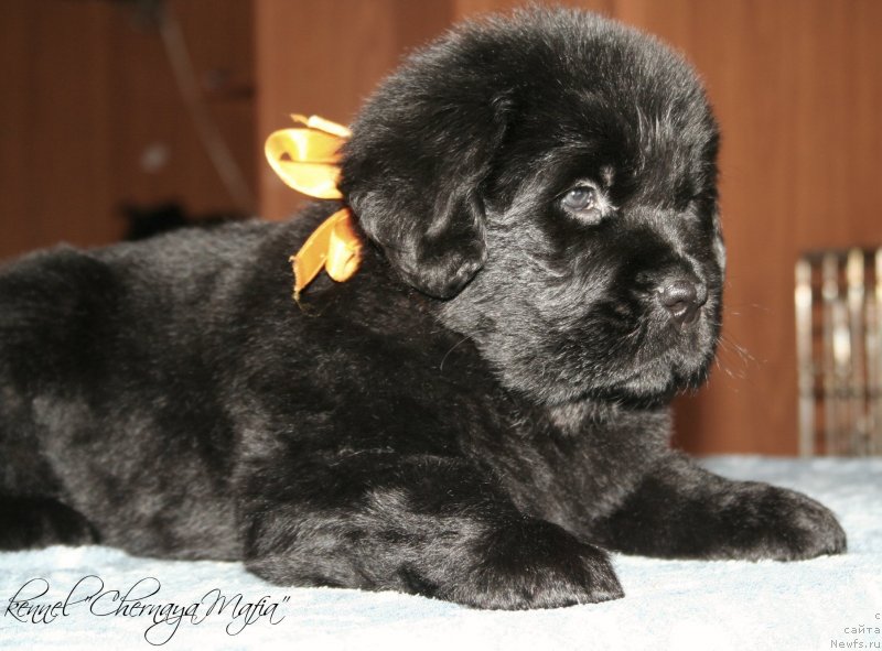 Фото: ньюфаундленд Chernaya Mafia Zip Around (Черная Мафия Зип Ароунд)