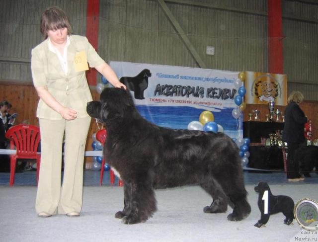 Фото: ньюфаундленд Super Bizon Antaliya (Супер Бизон Анталия)