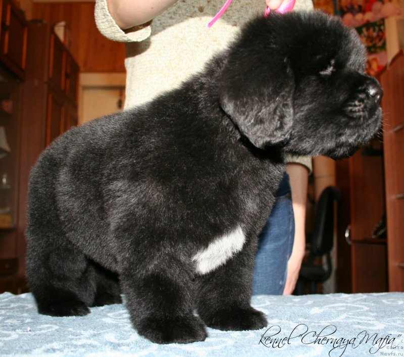 Фотография № 121593