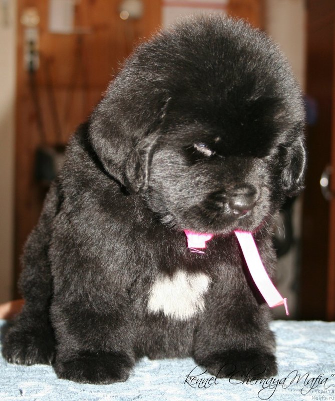 Фото: ньюфаундленд Chernaya Mafia Zend-Avesta (Черная Мафия Зенд-Авеста)