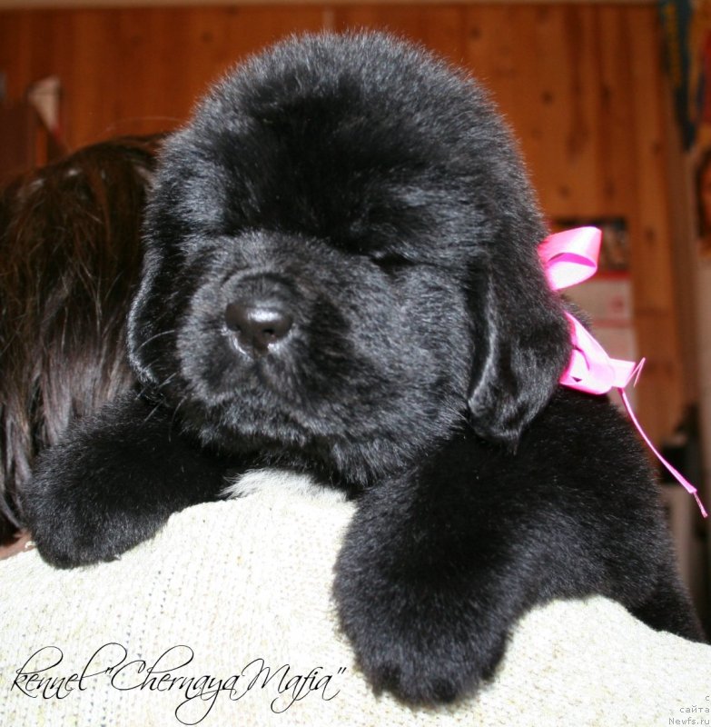 Фотография № 121597