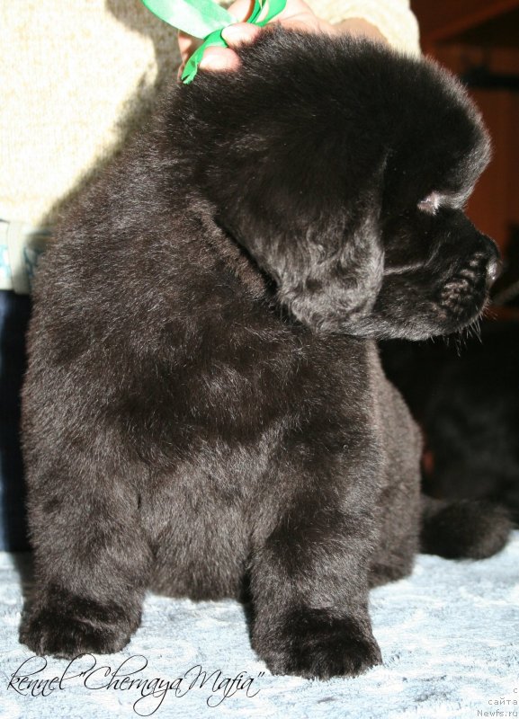 Фотография № 121598