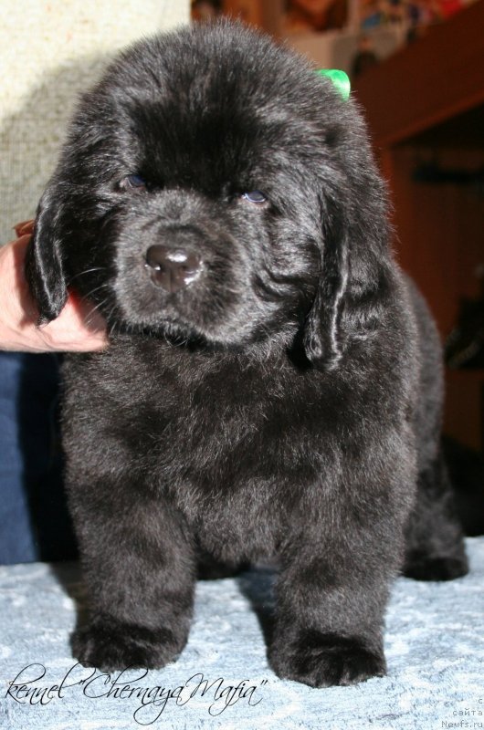 Фотография № 121599