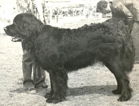 Фото: ньюфаундленд Olaf Fulvol'f (Олаф Фулвольф)