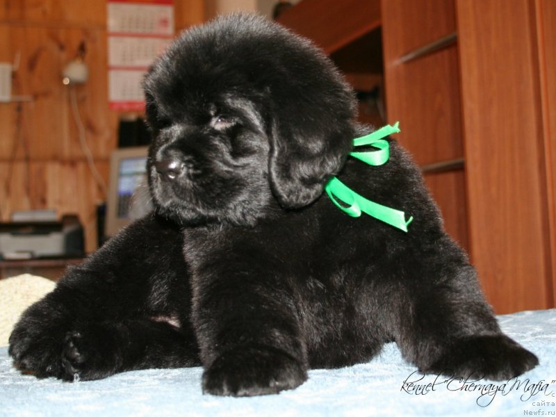 Фотография № 121602