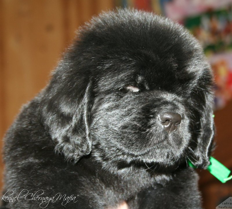 Фотография № 121603