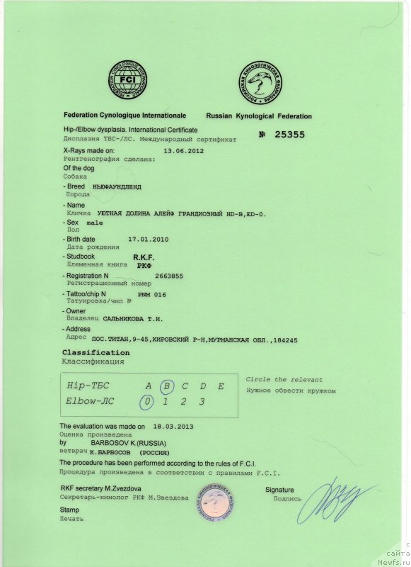 Фото: ньюфаундленд Uyutnaya Dolina Aleyf Grandioznyiy (Уютная Долина Алейф Грандиозный)