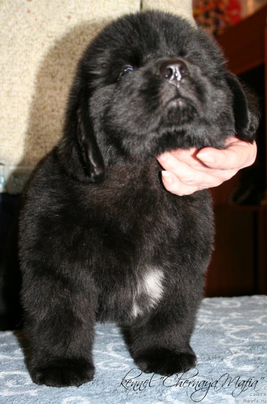 Фото: ньюфаундленд Chernaya Mafia Zesty Betty (Черная Мафия Зесту Бетту)