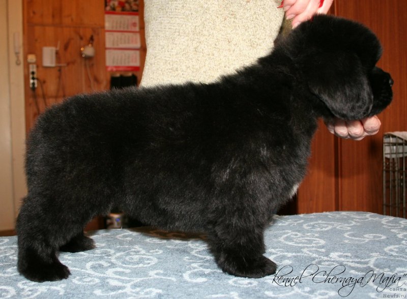 Фотография № 121609