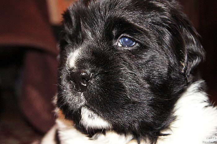 Фото: ньюфаундленд Super Bizon Cosmos (Супер Бизон Космос)