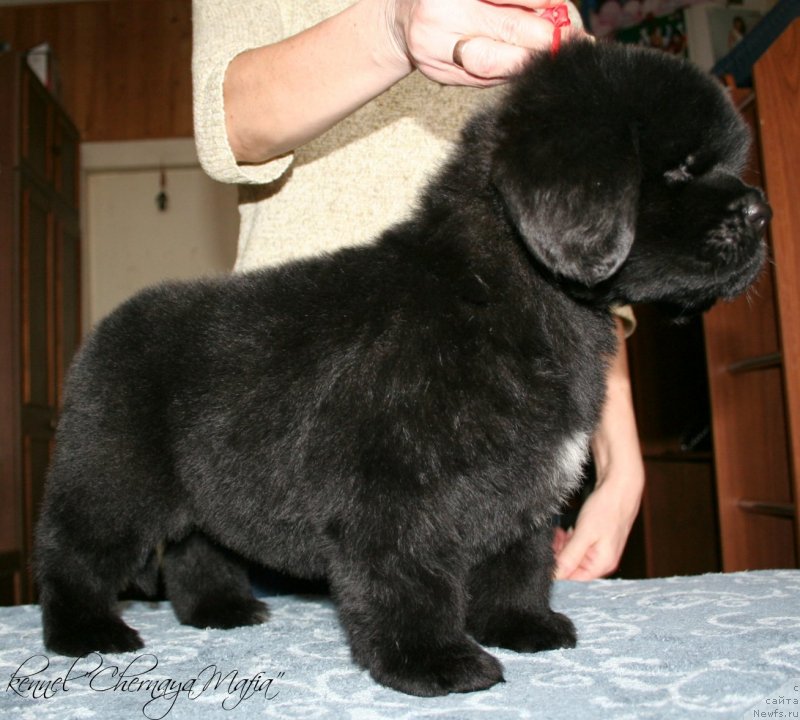 Фотография № 121612