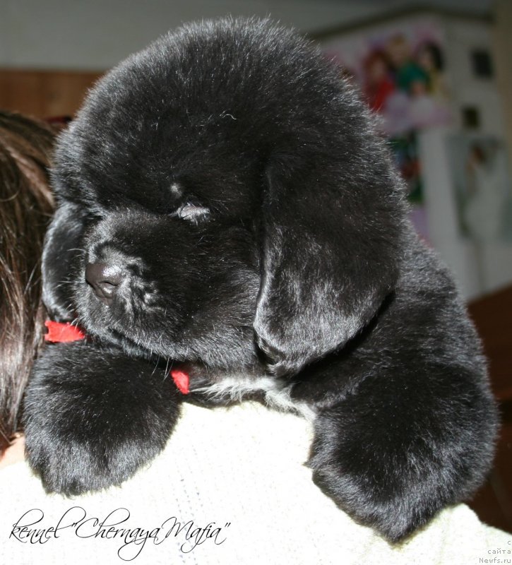 Фотография № 121615