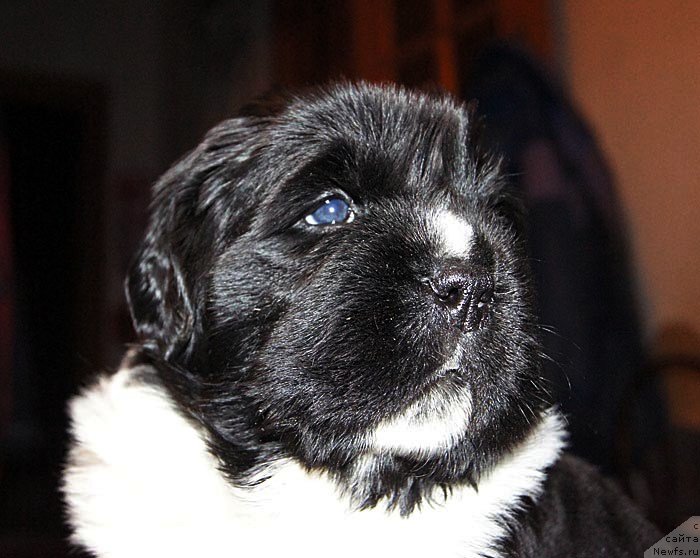 Фото: ньюфаундленд Super Bizon Cosmos (Супер Бизон Космос)