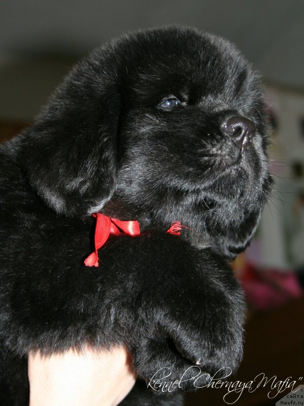 Фотография № 121618