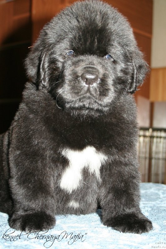 Фотография № 121620