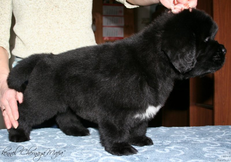 Фотография № 121621