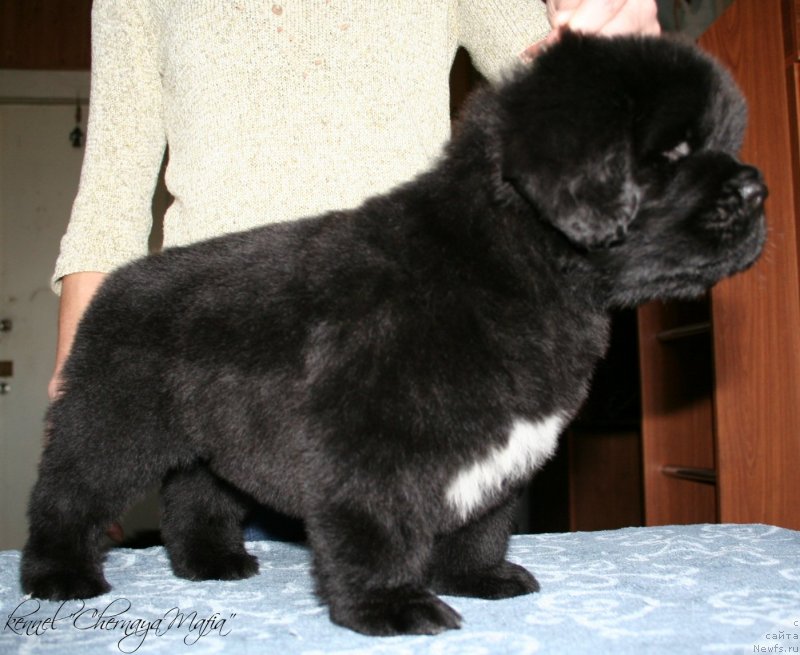 Фотография № 121623