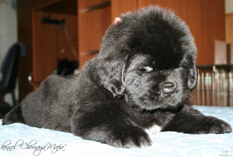 Фотография № 121624