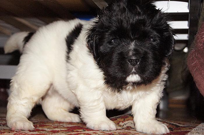 Фото: ньюфаундленд Super Bizon Konjak (Супер Бизон Конжак)