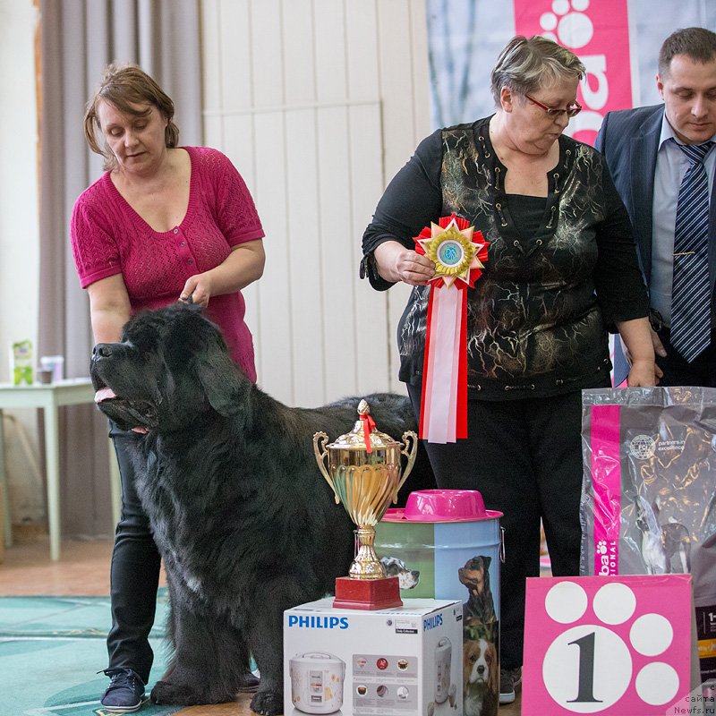 Фото: ньюфаундленд Shon O'Konnori Agent 007 (Шон О'Коннори Агент 007), Irina Dorohina (Ирина Дорохина)