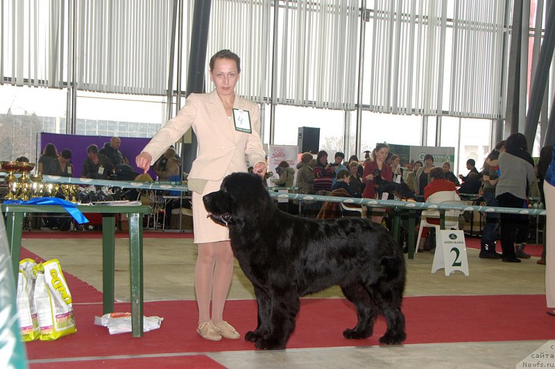Фото: ньюфаундленд Toptyzhka Geroy Nashego Vremeni (Топтыжка Герой Нашего Времени)