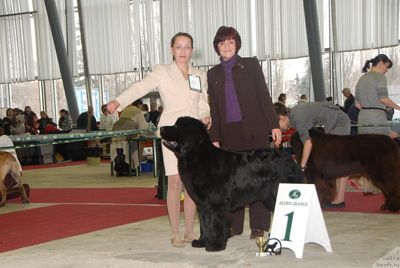 Фото: ньюфаундленд Toptyzhka Geroy Nashego Vremeni (Топтыжка Герой Нашего Времени)