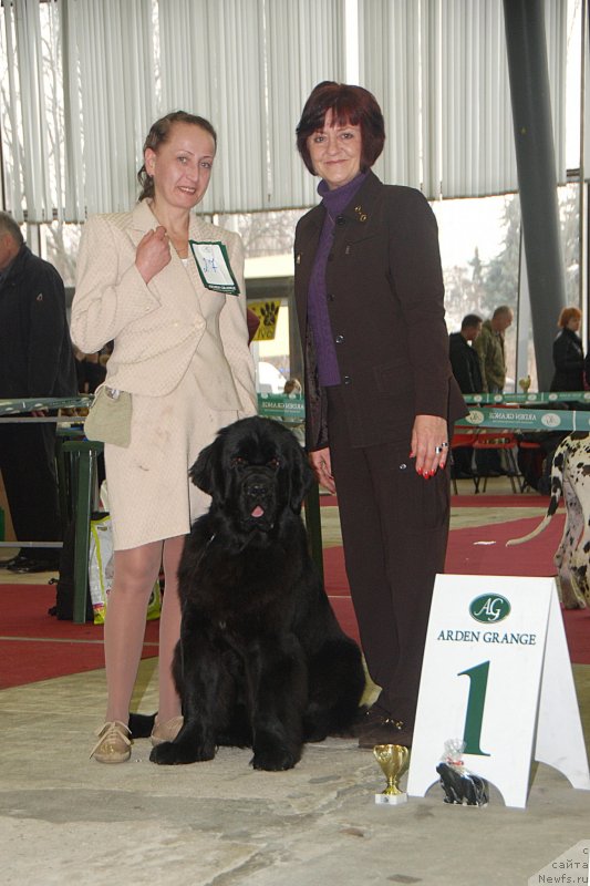 Фото: ньюфаундленд Toptyzhka Galatea Morskaya Nereida (Топтыжка Галатея Морская Нереида)