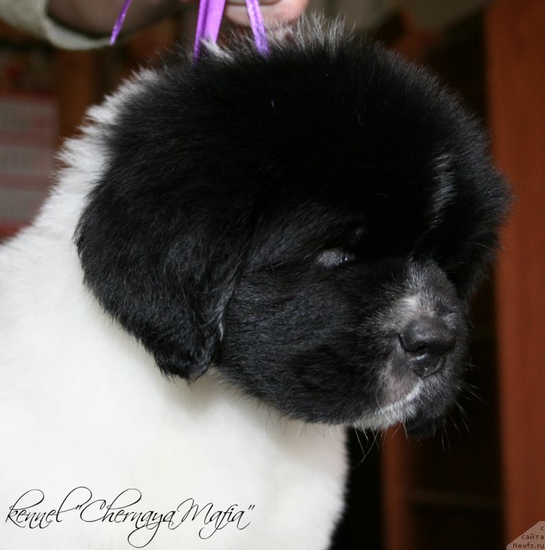 Фотография № 121676