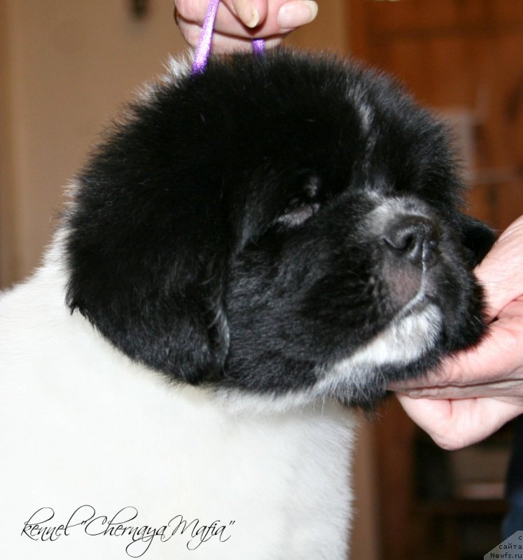 Фотография № 121678