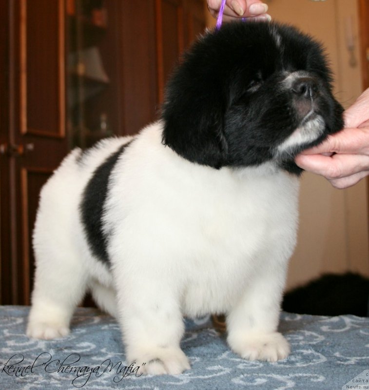 Фотография № 121679