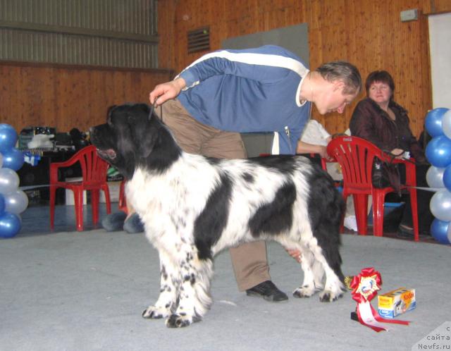 Фото: ньюфаундленд Plushevaya Panda Debra (Плюшевая Панда Дэбра)