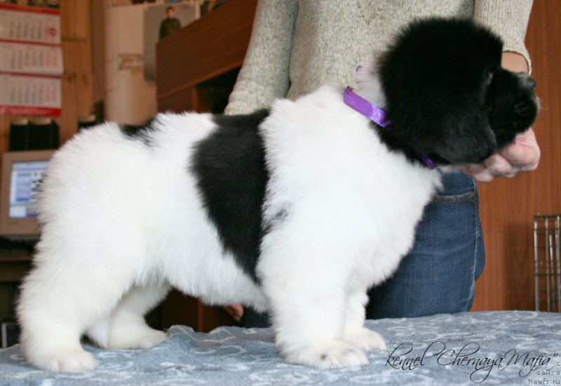 Фотография № 121680