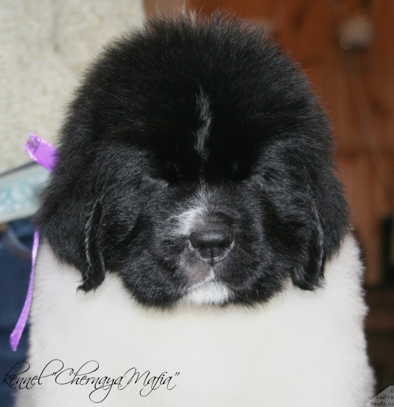 Фотография № 121681