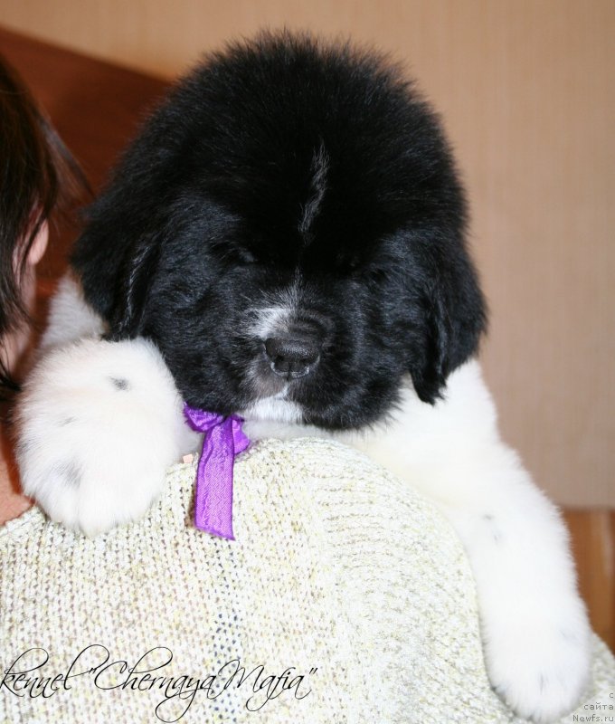 Фотография № 121684