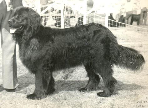 Фото: ньюфаундленд Oda Fulvol'f (Ода Фулвольф)