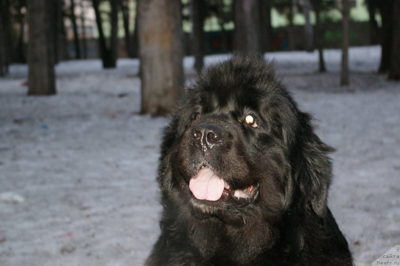 Фото: ньюфаундленд Riv'era ot Sibirskogo Medvedya (Ривьера от Сибирского Медведя)