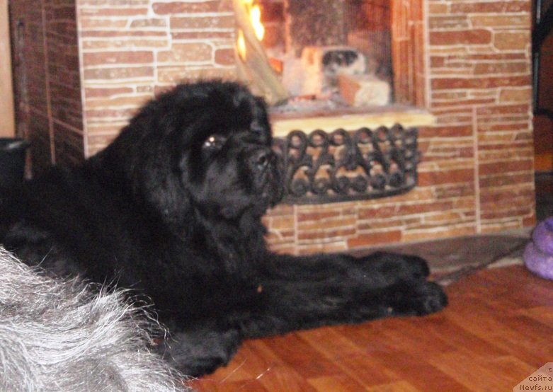 Фото: ньюфаундленд N'yufort Carica Nochi (Ньюфорт Царица Ночи)