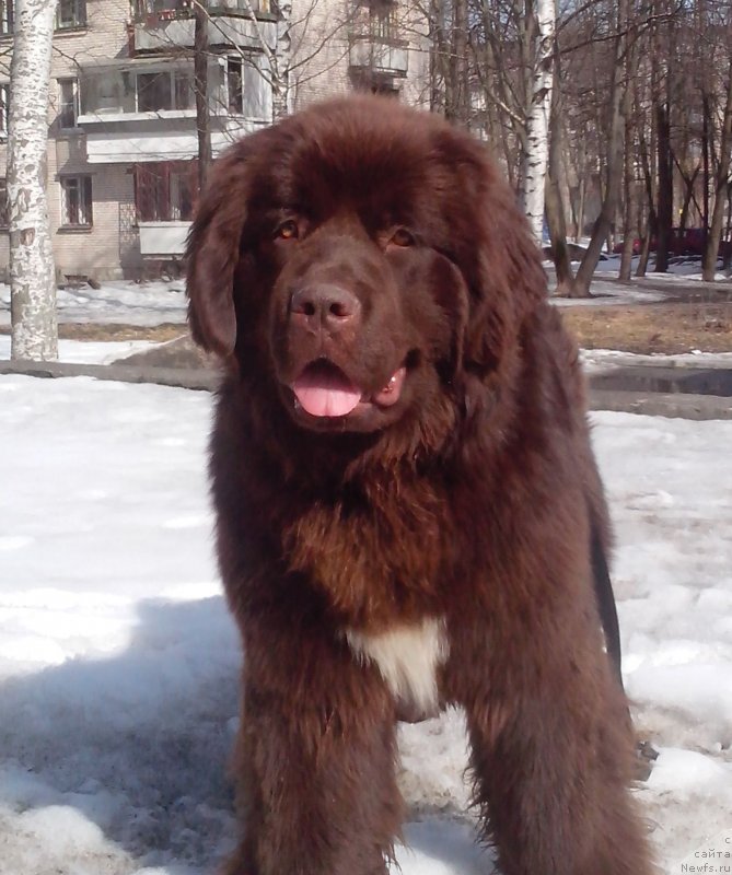 Фото: ньюфаундленд Aquatoriya Kelvin Heather Honey (Акватория Келвин Хизер Хани)