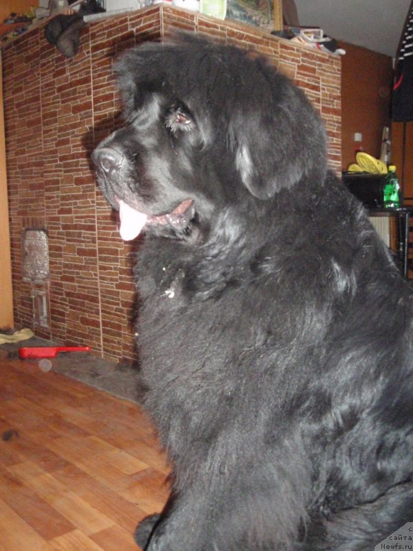 Фото: ньюфаундленд N'yufort N'yord Royal Flyesh (Ньюфорт Ньёрд Роял Флэш)