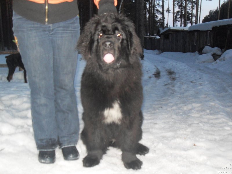 Фото: ньюфаундленд Akvian Song Idzumi (Аквиан Сонг Идзуми)